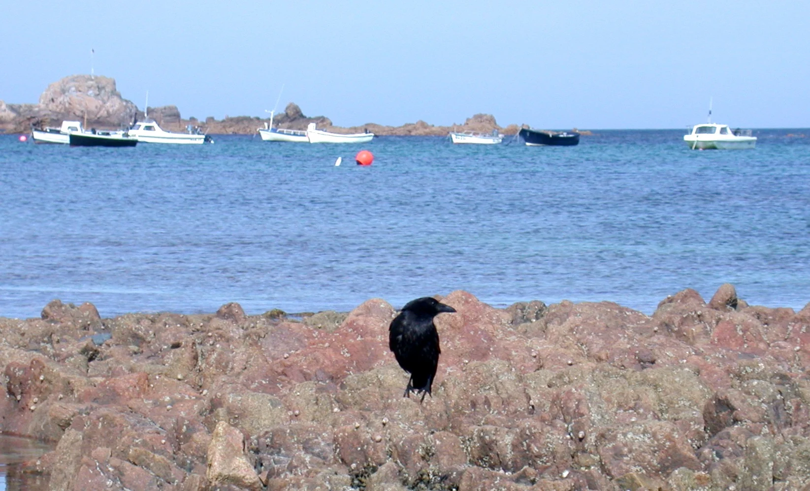 Carrion Crow Cobo 17Aug06.JPG