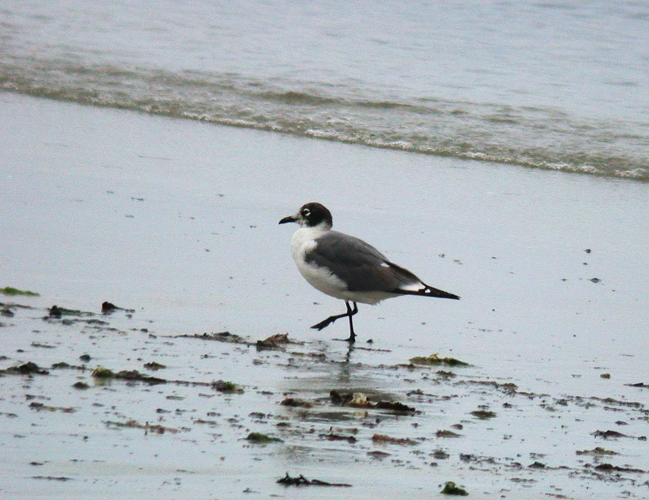 Franklins Gull Vazon 11Jun06 a cvshp.jpg