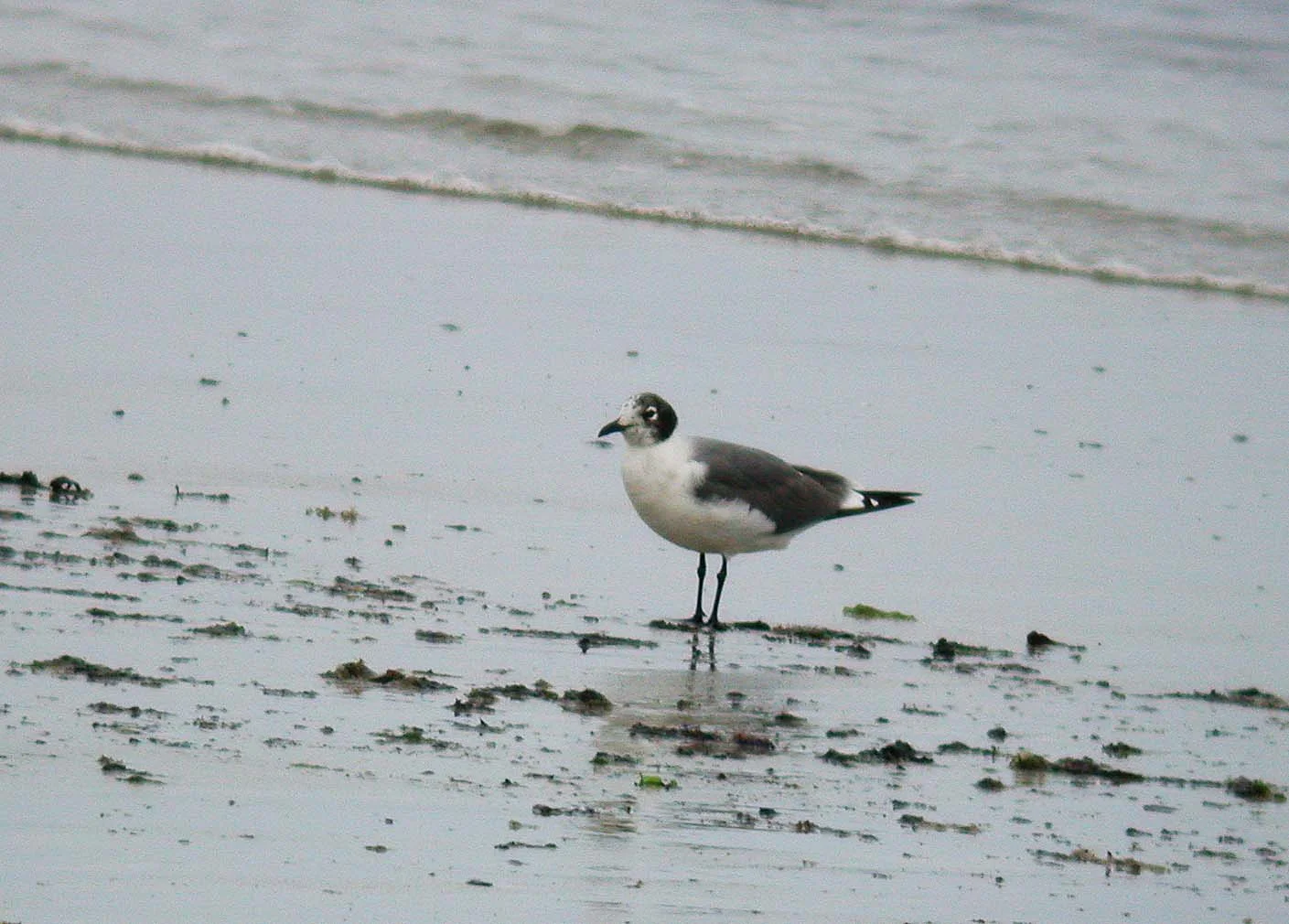 Franklins Gull Vazon 11Jun06 b cvshp.jpg