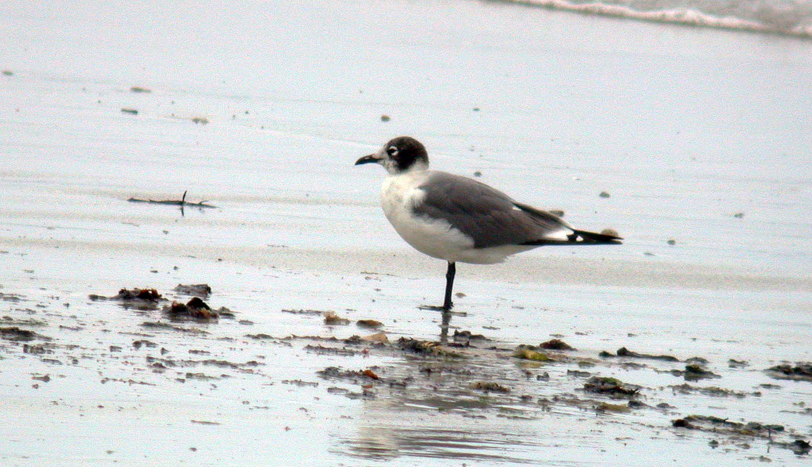 Franklins Gull Vazon 11Jun06 c cvshp.jpg