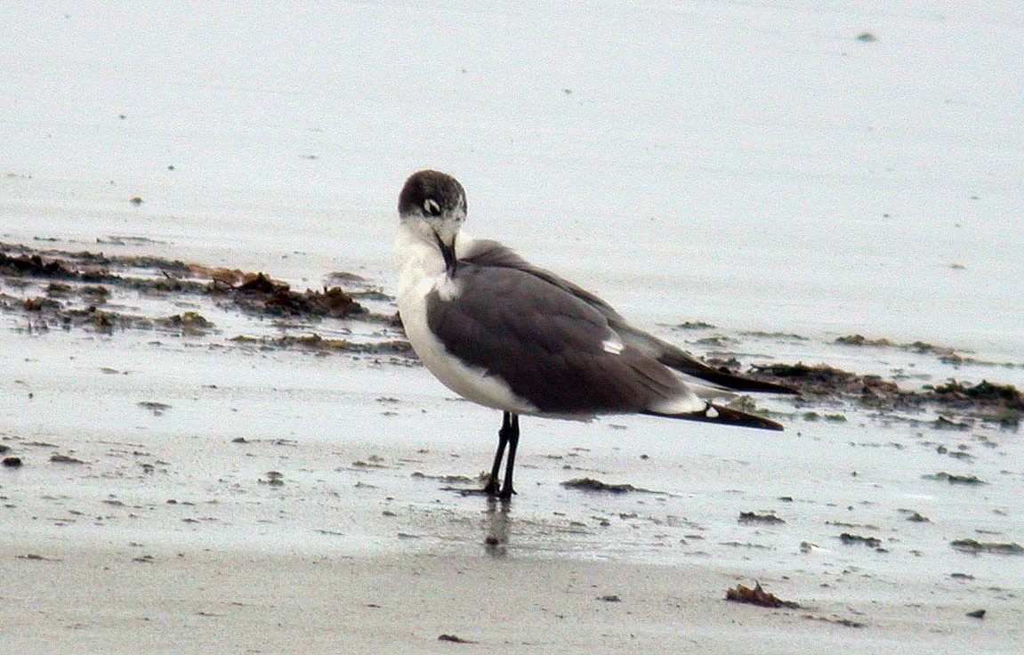 Franklins Gull Vazon 11Jun06 e cvshp.jpg