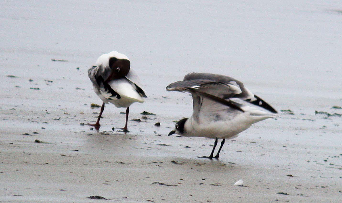 Franklins Gull Vazon 11Jun06 f cvshp.jpg