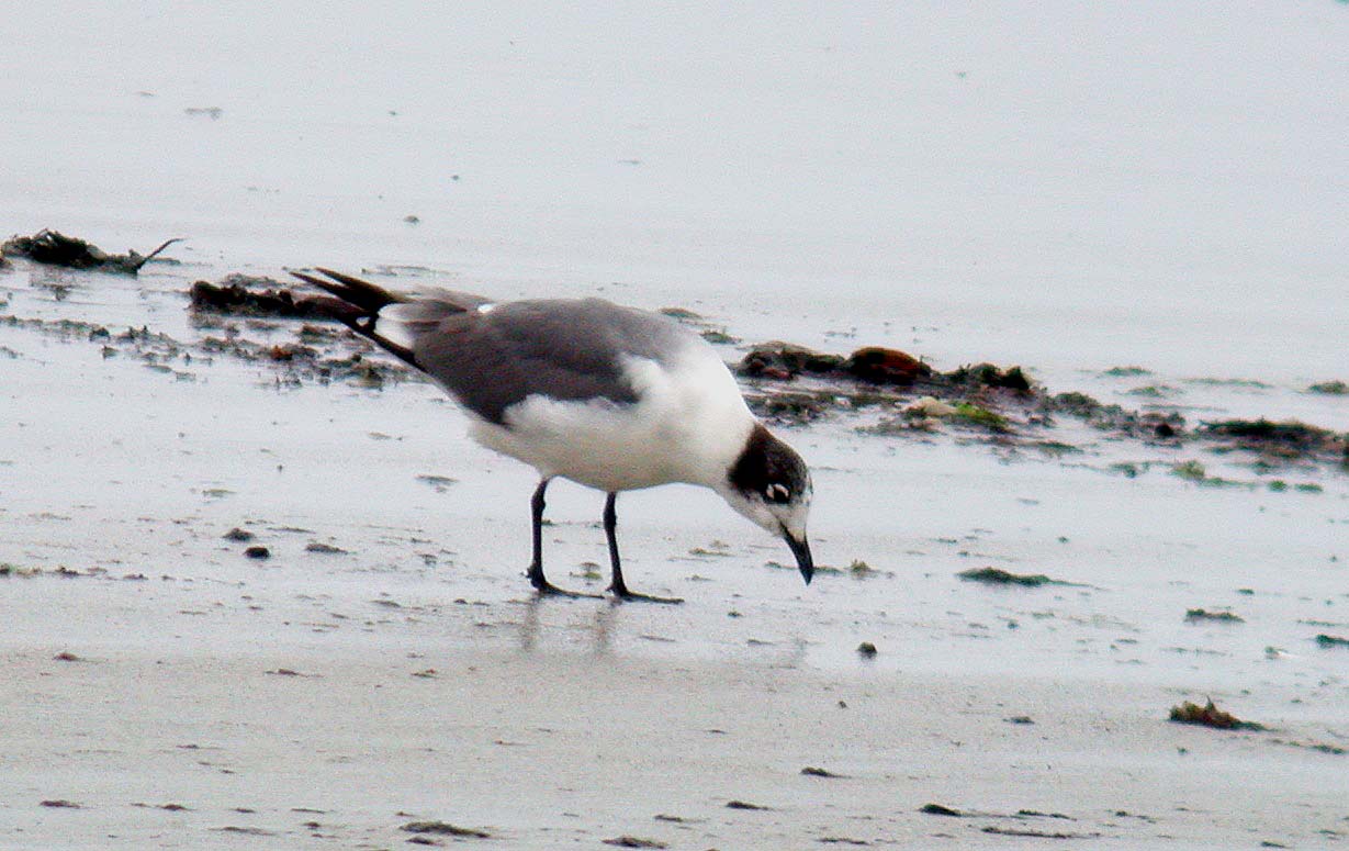 Franklins Gull Vazon 11Jun06 h cvshp.jpg