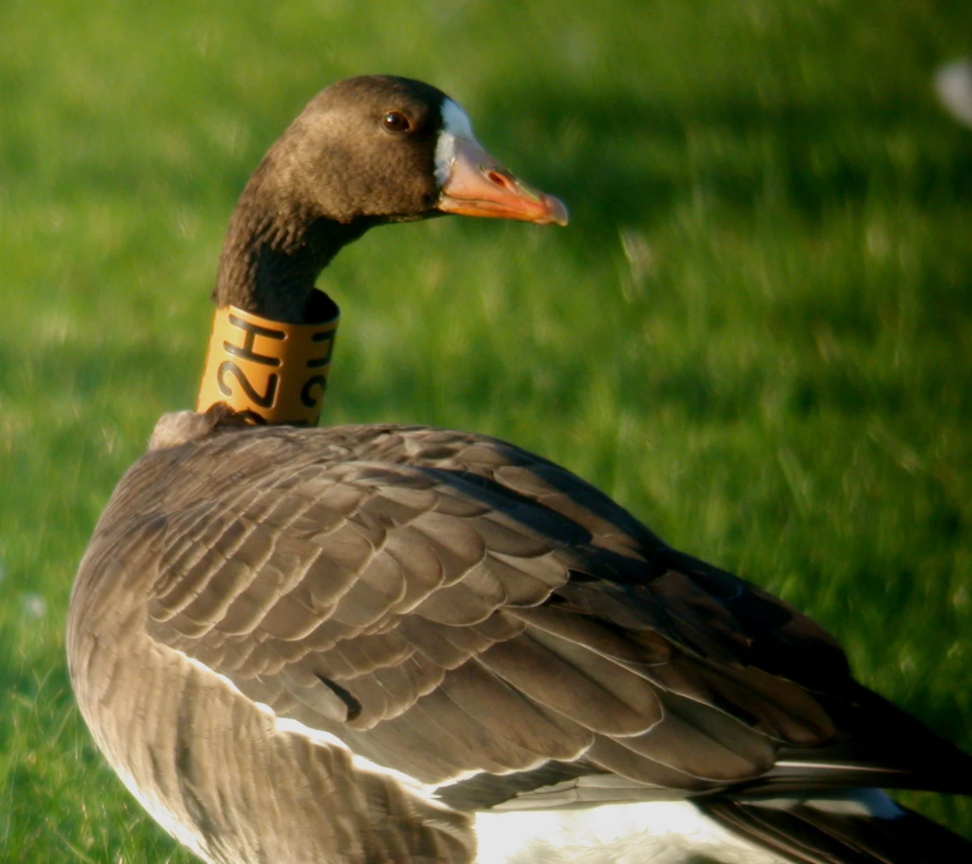 Greenland Whitefront Miellette 4Nov06 a.JPG