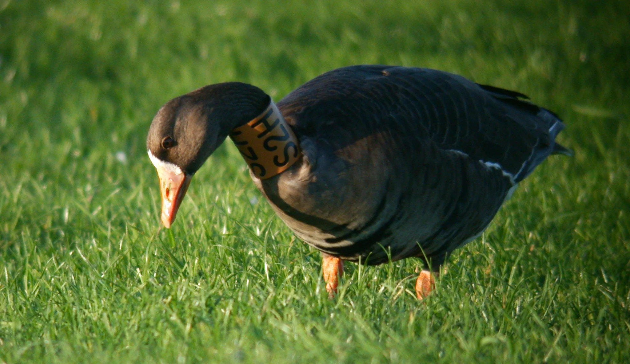 Greenland Whitefront Miellette 4Nov06 b.JPG