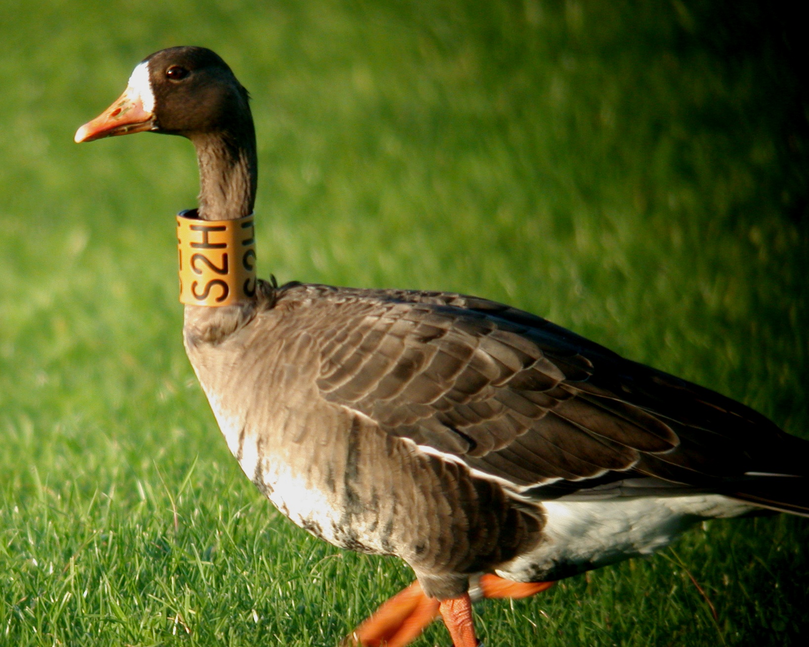 Greenland Whitefront Miellette 4Nov06 c.JPG
