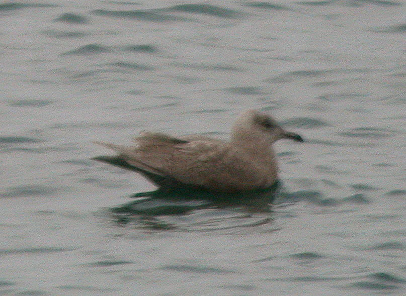 Kumliens Gull Port Grat 26Dec06 a shp.jpg