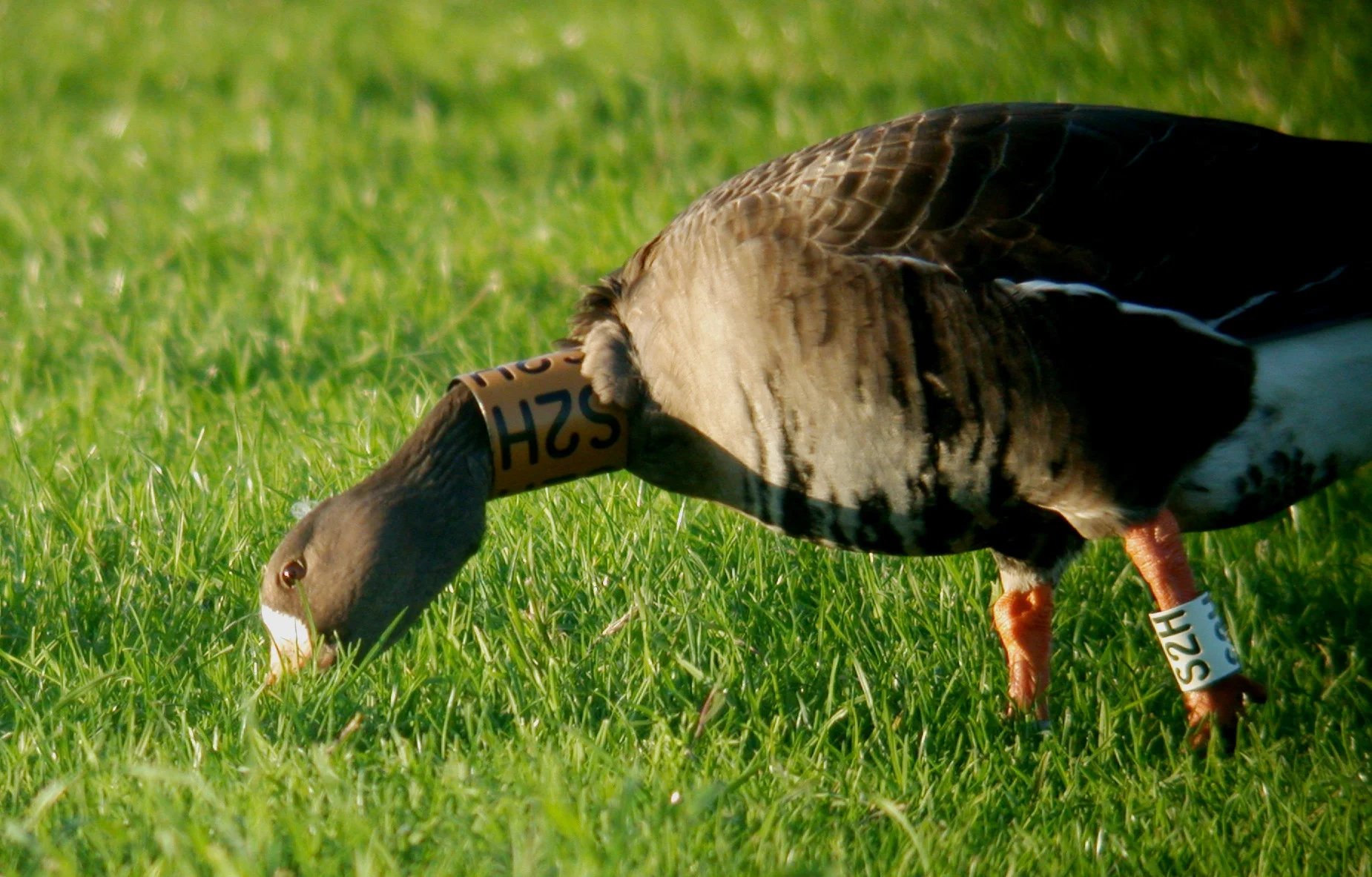 Greenland Whitefront Miellette 4Nov06 d.JPG