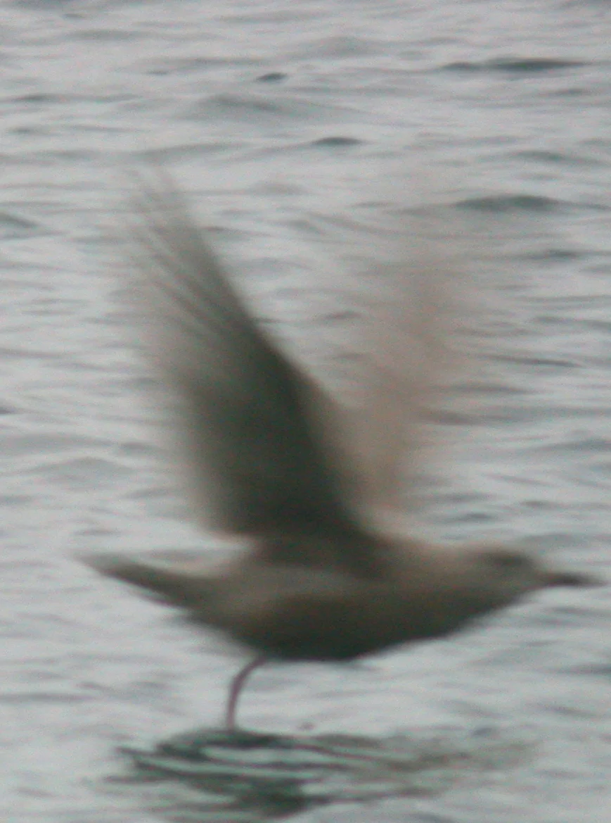 Kumliens Gull Port Grat 26Dec06 c.JPG