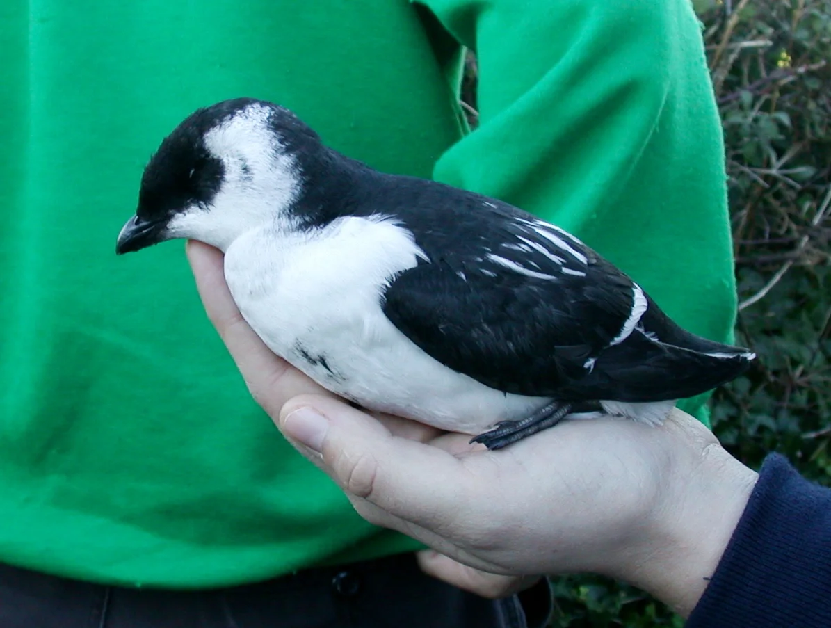 Little Auk ValeGarage 3Nov06 a.JPG
