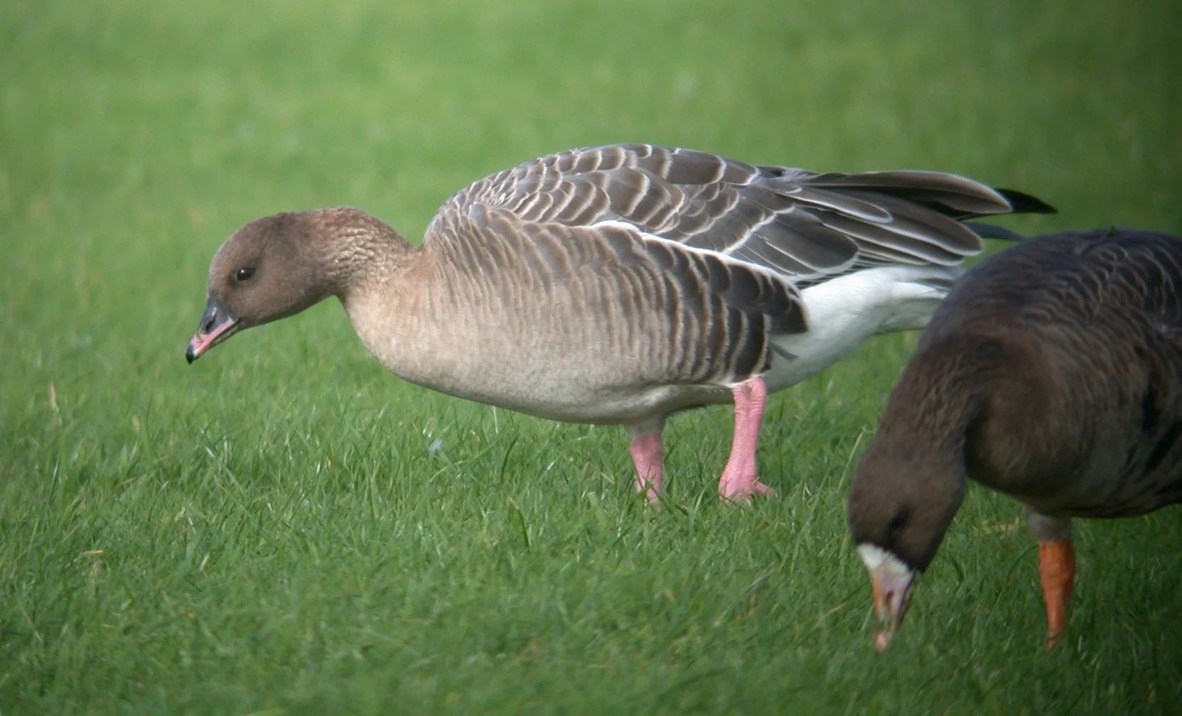 Pink-footed Goose Miellette 21Oct06 a.JPG