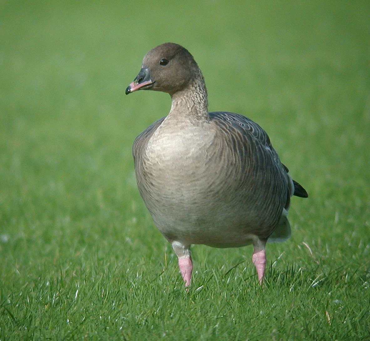 Pink-footed Goose Miellette 21Oct06 b cvshp.jpg