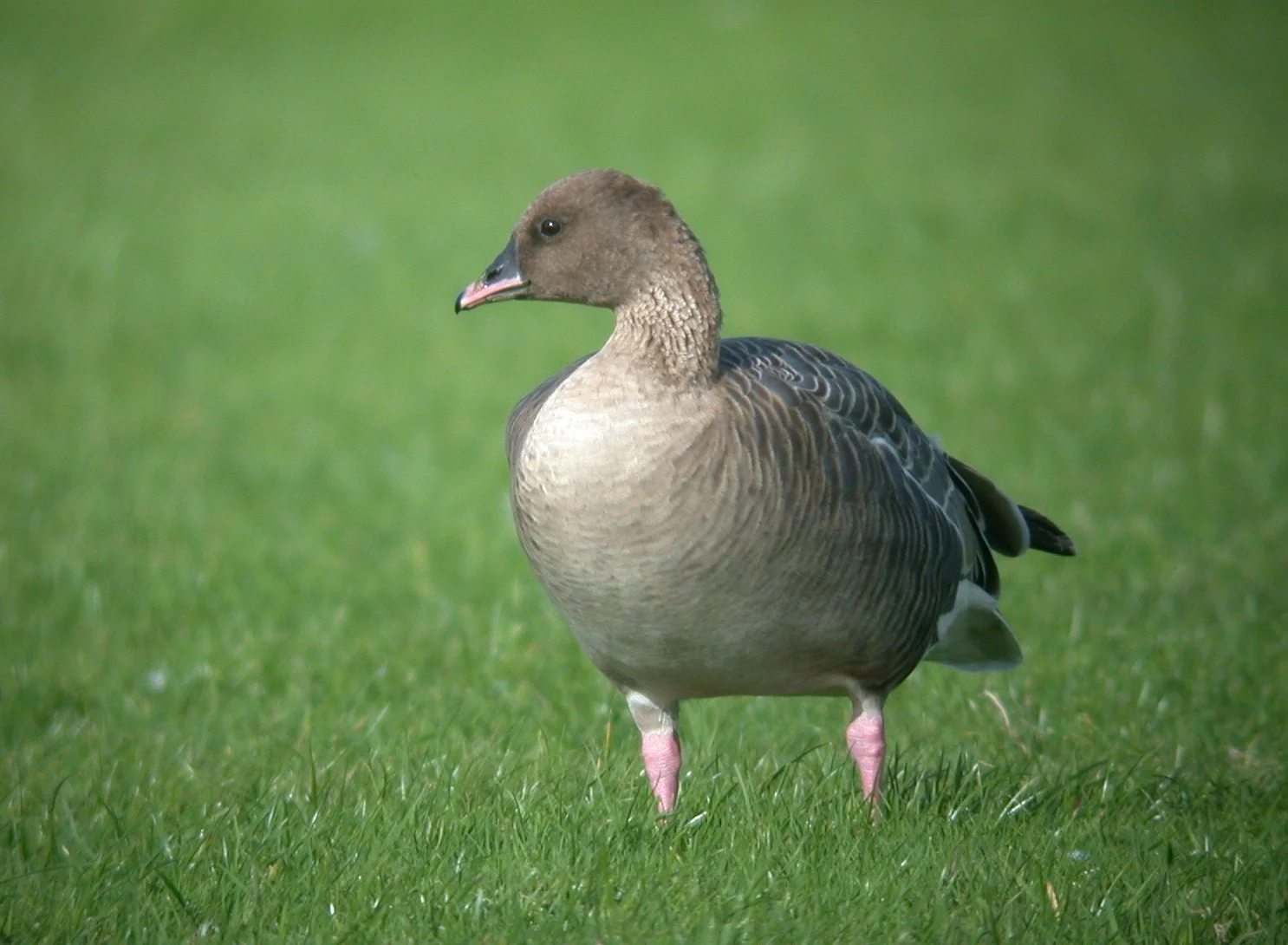 Pink-footed Goose Miellette 21Oct06 c.JPG