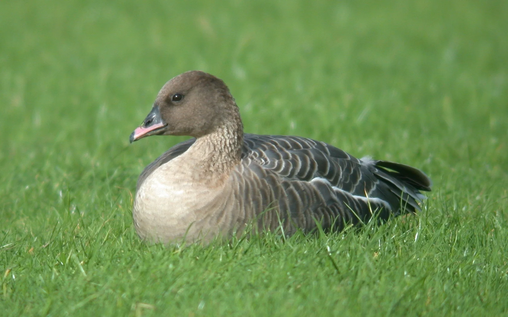 Pink-footed Goose Miellette 21Oct06 d.JPG
