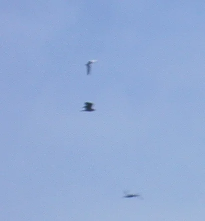 Short-toed Eagle FLM 10Jun06 b.JPG