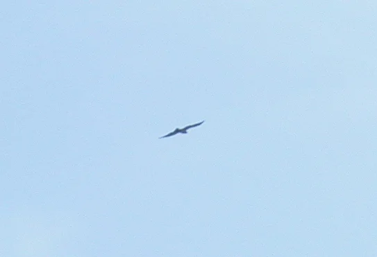 Short-toed Eagle FLM 10Jun06 c.JPG