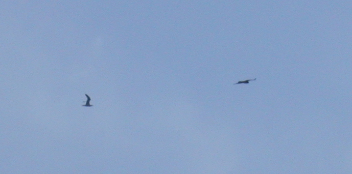 Short-toed Eagle FLM 10Jun06 d.JPG