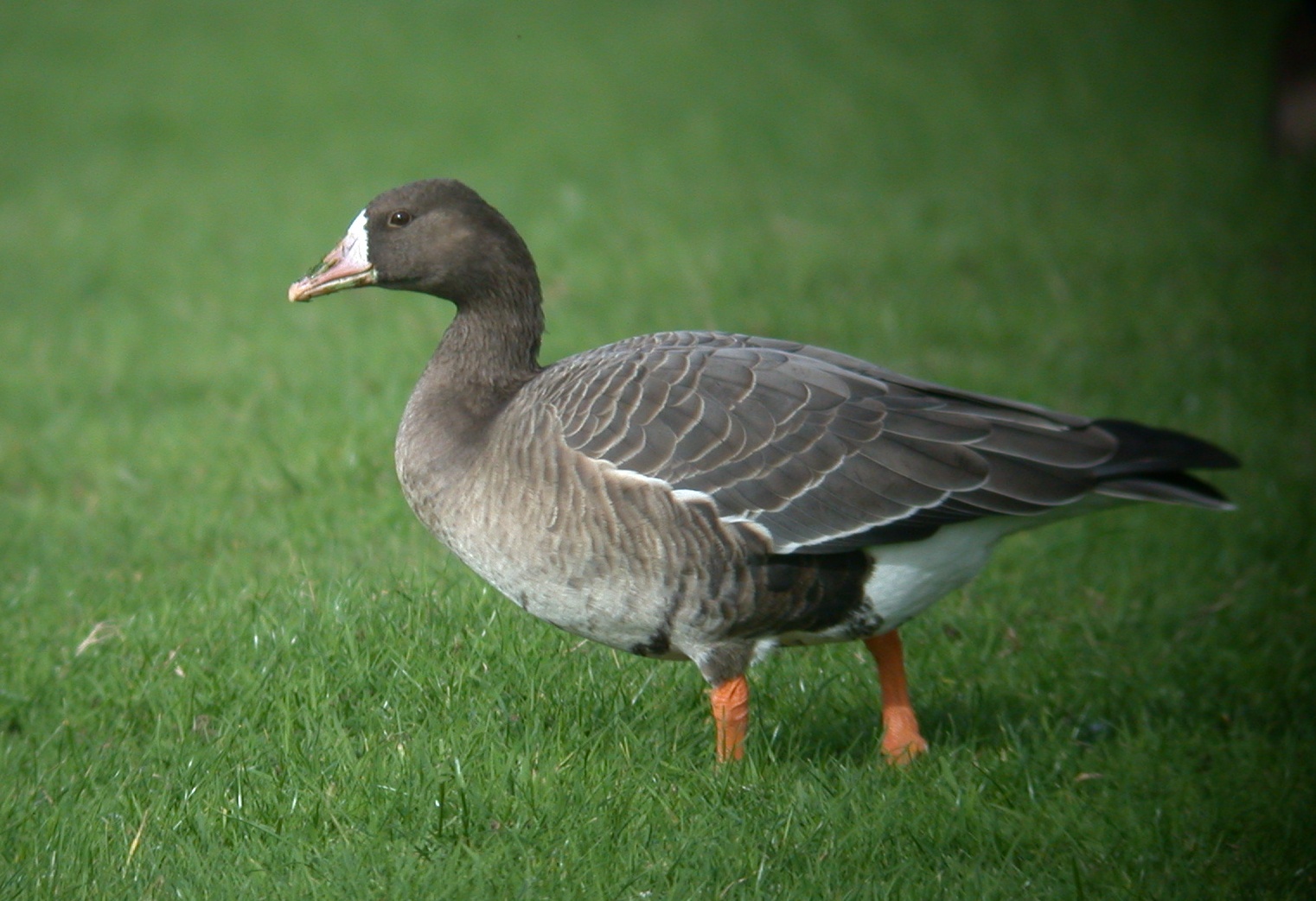 White-fronted Goose [feral] Miellette 21Oct06.JPG