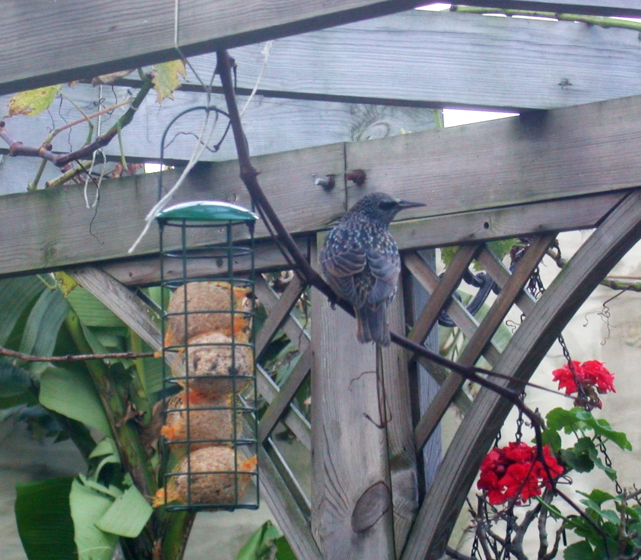 Starling STE 9Dec06.JPG