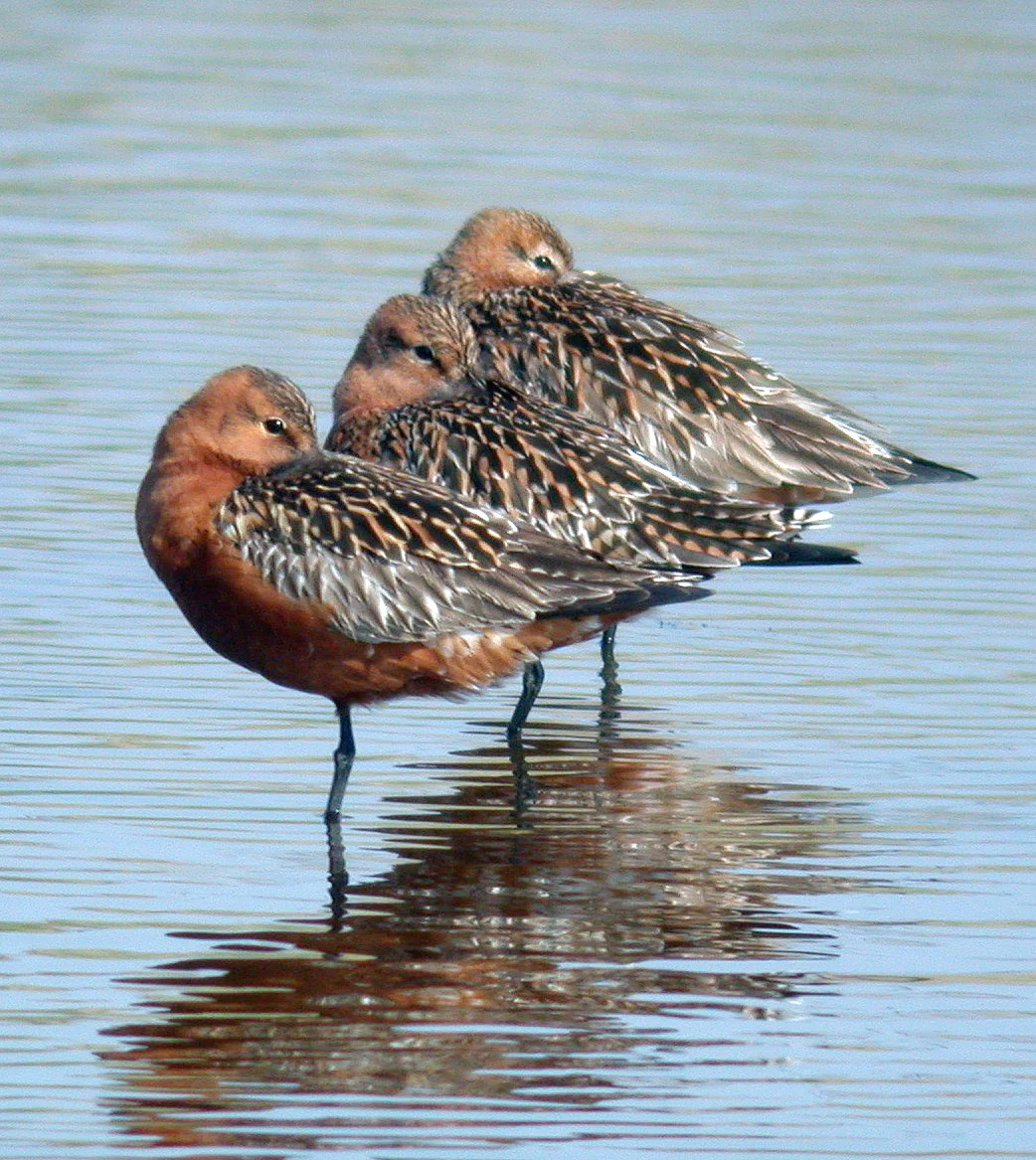 Bar-tailed Godwit CM 1May07 a cvshp.jpg