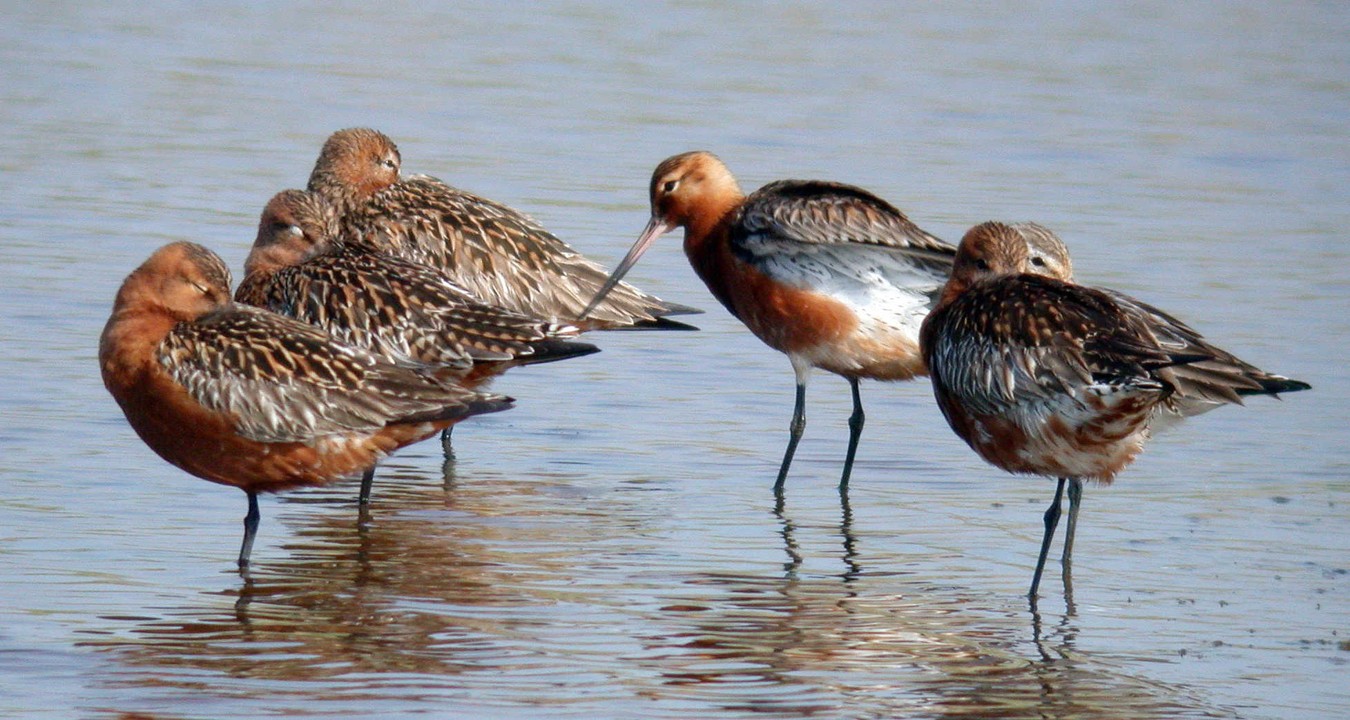 Bar-tailed Godwit CM 1May07 b cvshp.jpg