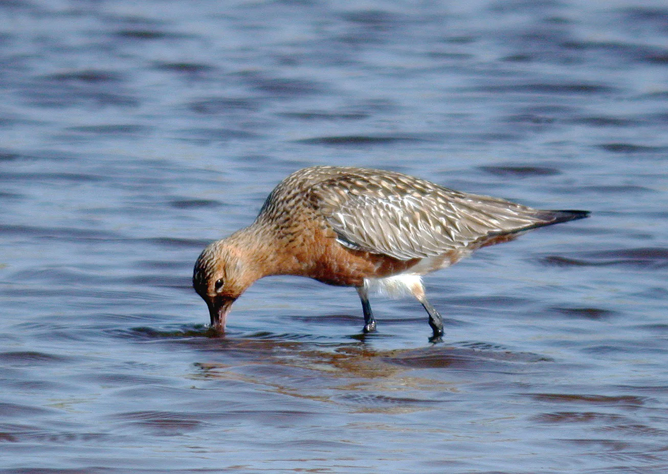 Bar-tailed Godwit CM 1May07 c cvshp.jpg