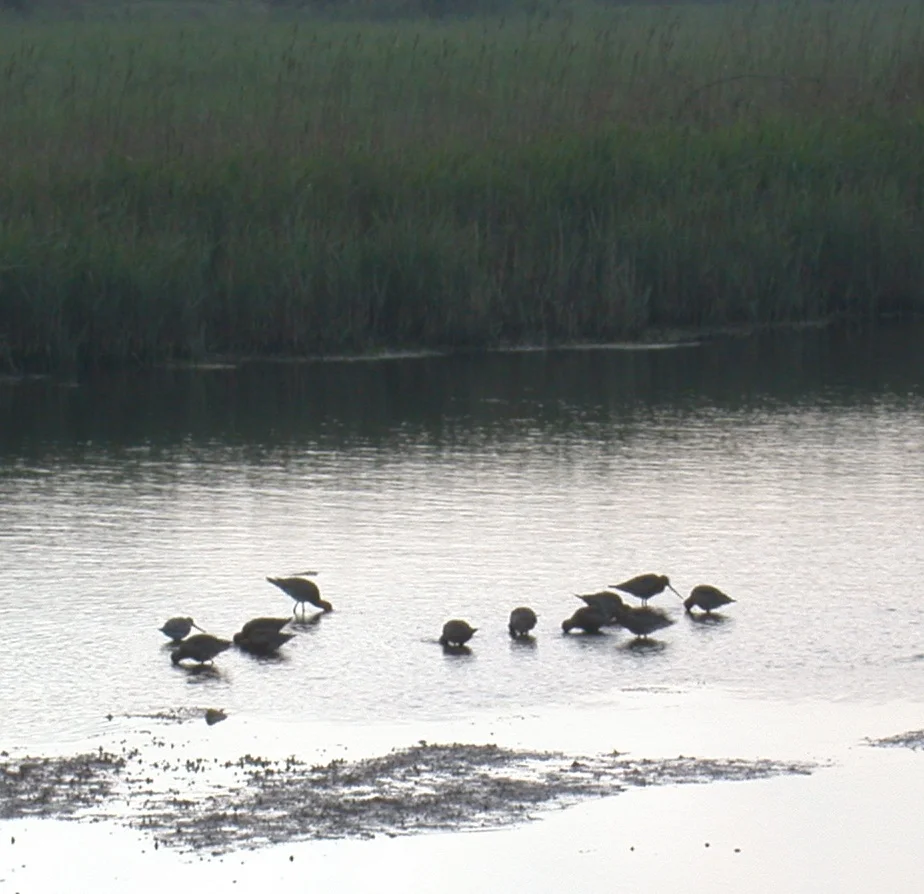 Barwits and Blackwit CM 29Apr07.JPG