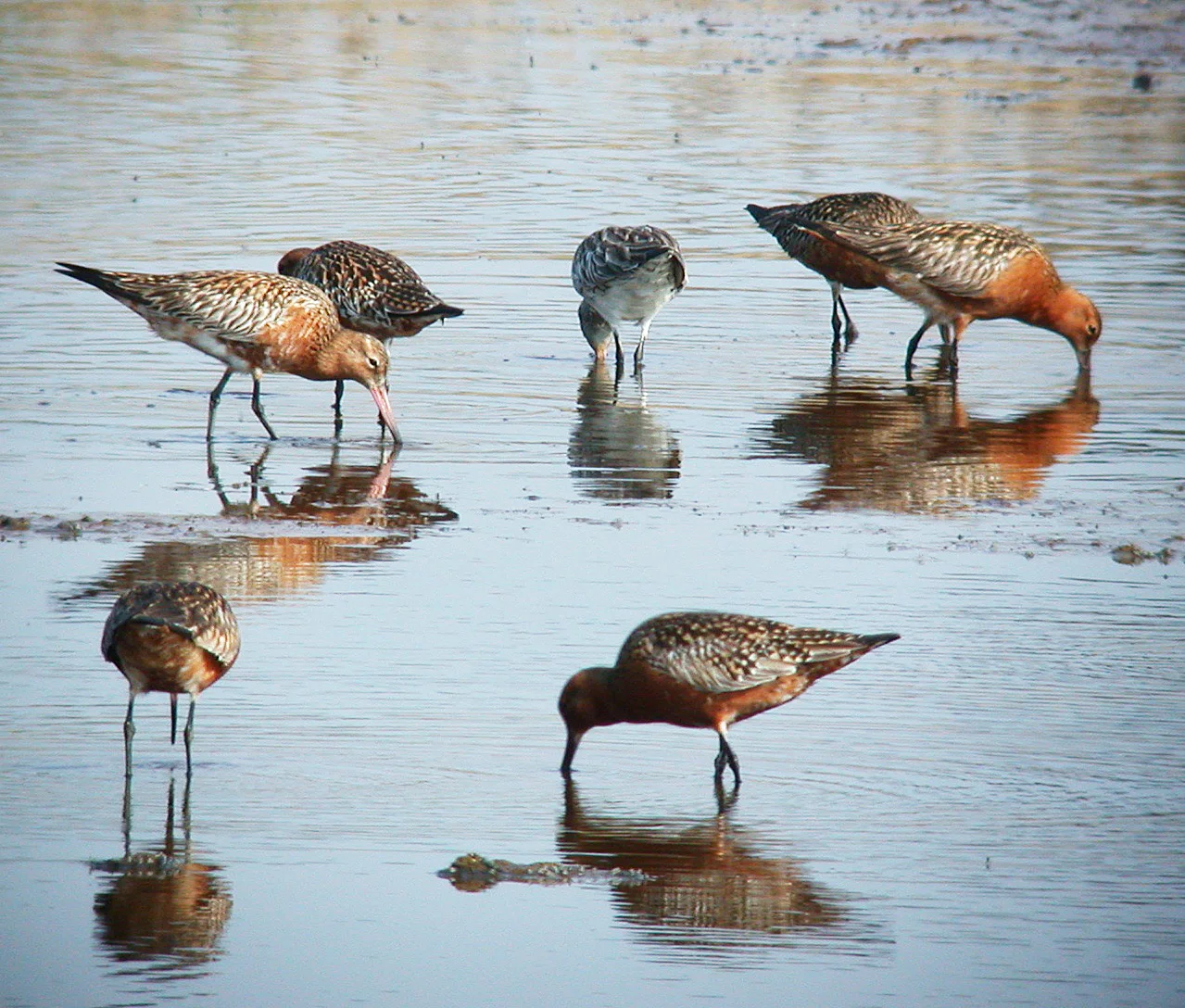 Bar-tailed Godwit CM 1May07 h cvshp.jpg