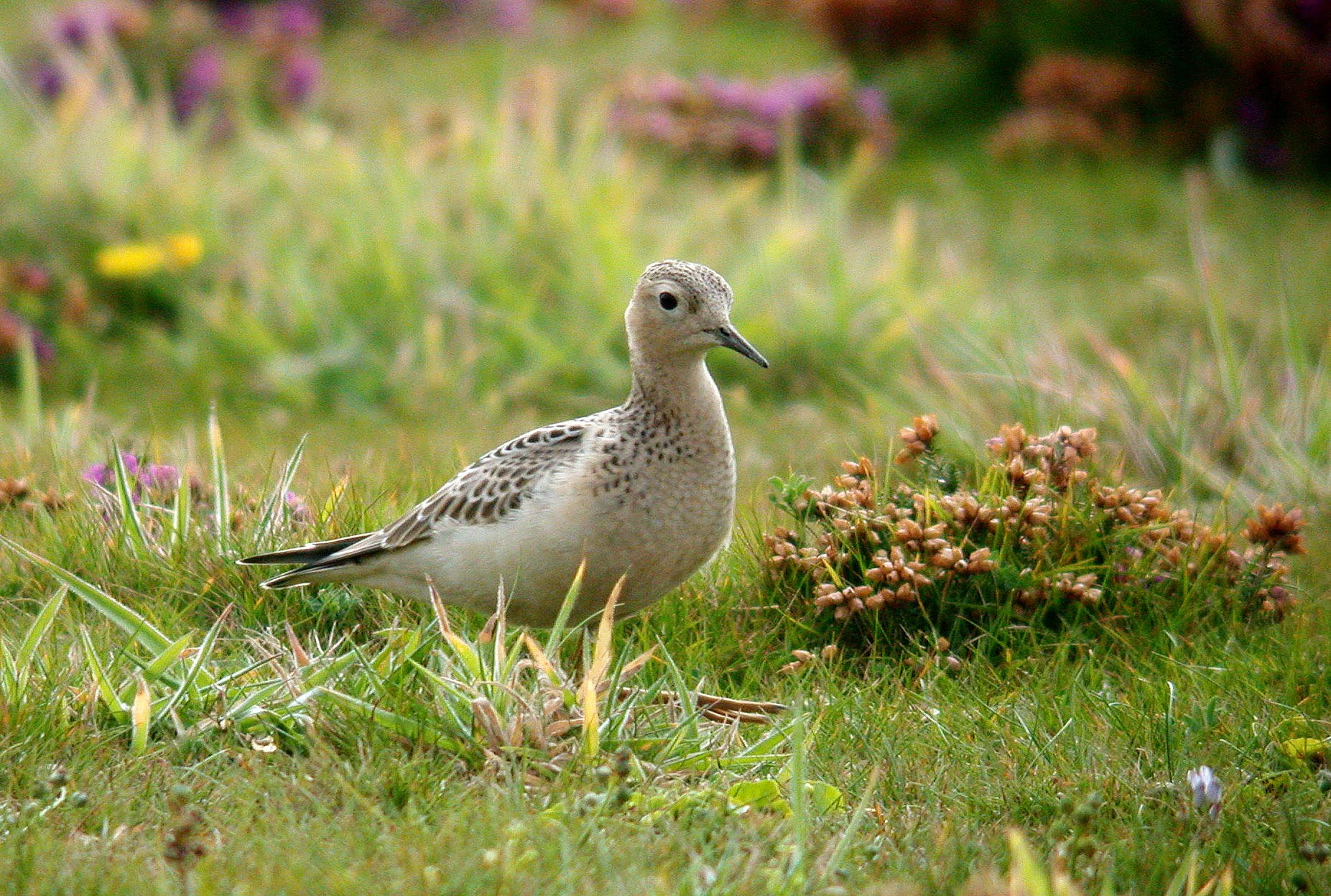 Buff-breasted Sandpiper Pleinmont 23Sep07 a cvshp.jpg