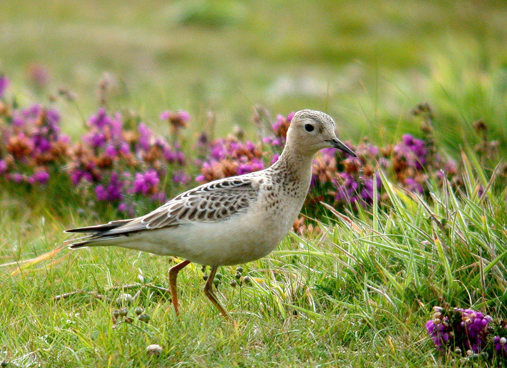 Buff-breasted Sandpiper Pleinmont 23Sep07 e cvshp.jpg