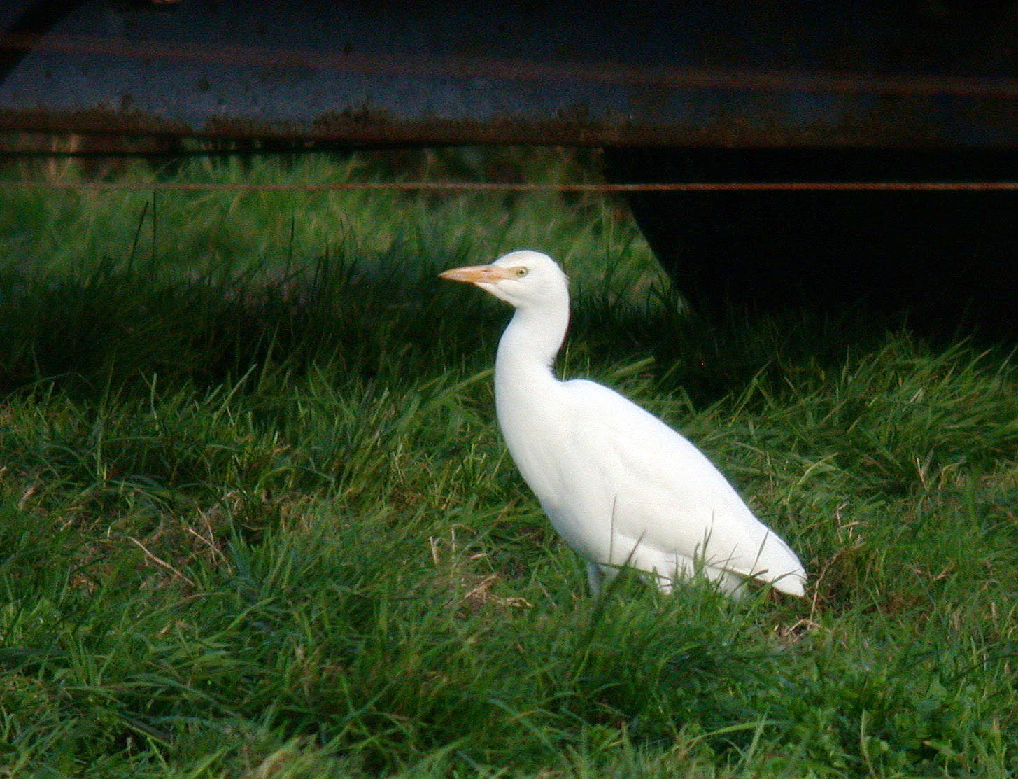 Cattle Egret RDB 30Oct07 a cvshp.jpg