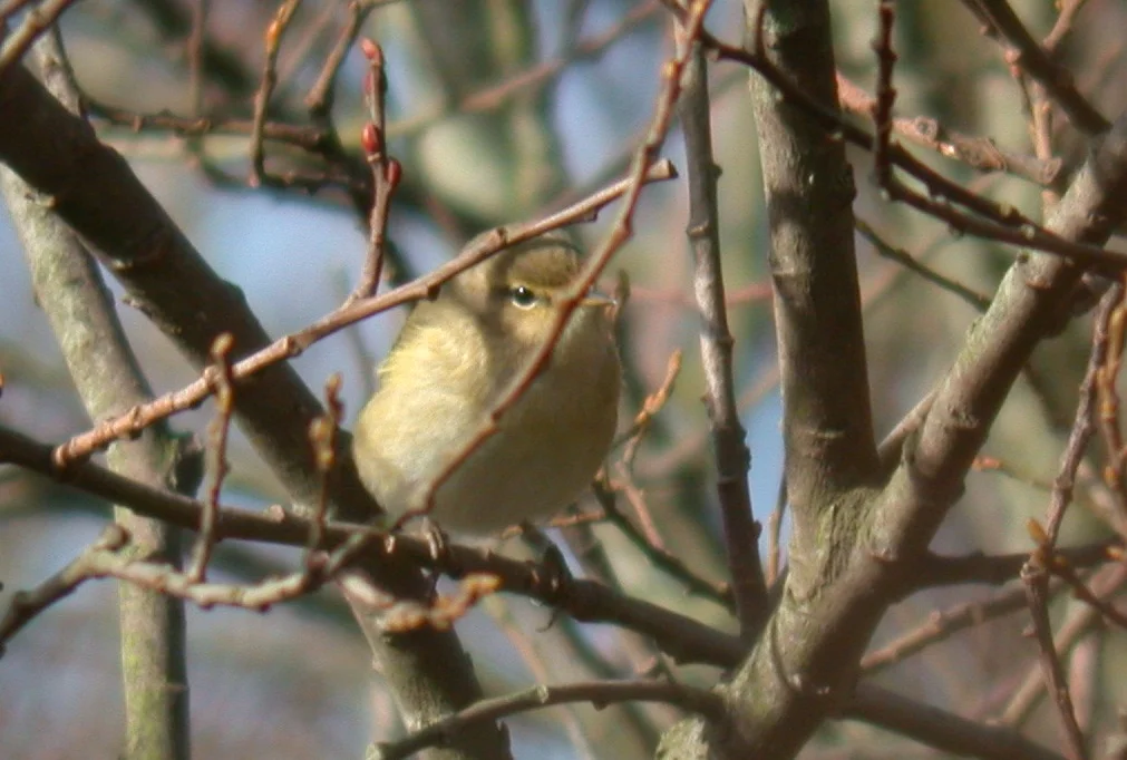 Chiffchaff MNord 14Feb07 a.JPG