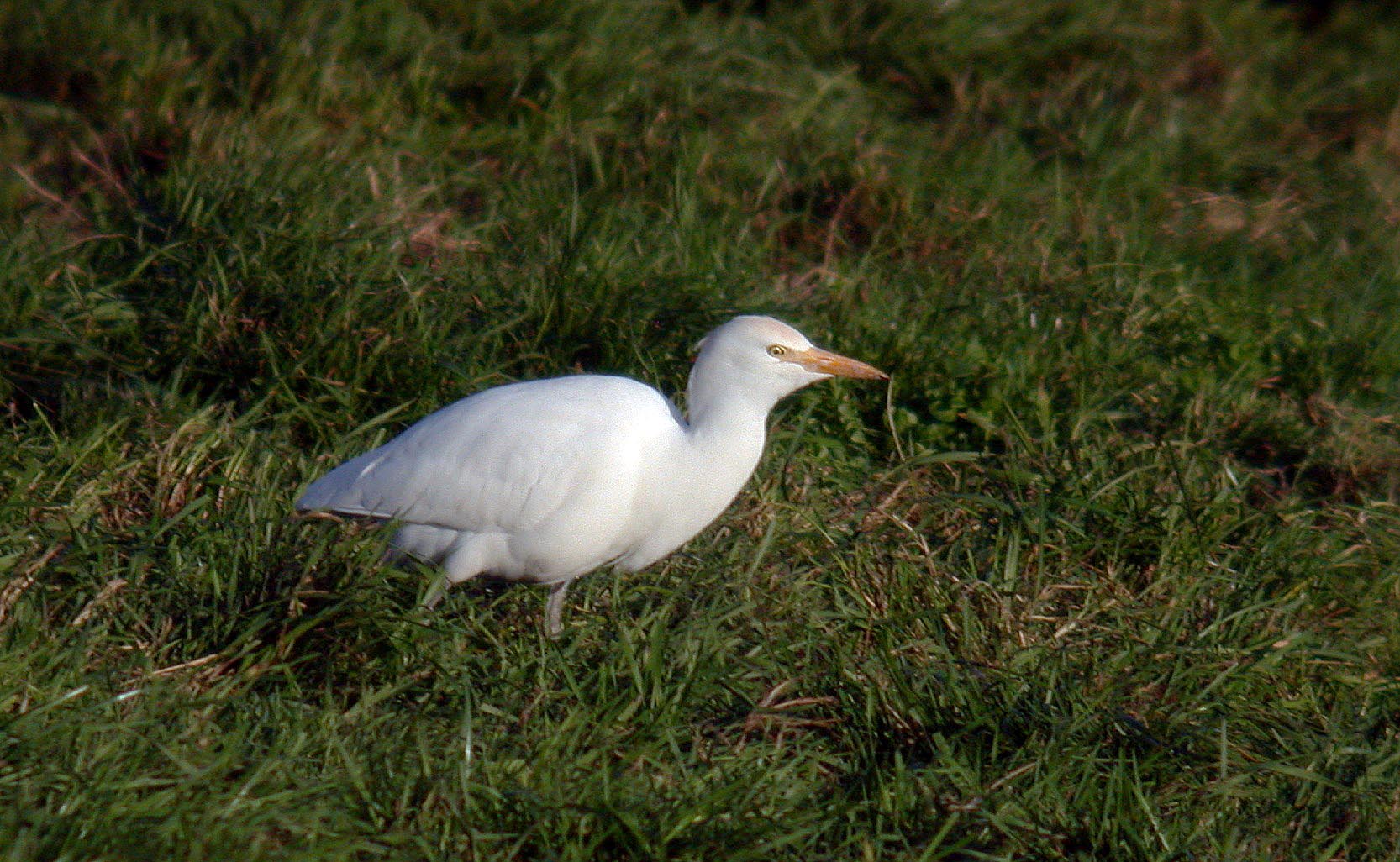 Cattle Egret RDB 30Oct07 e cvshp.jpg