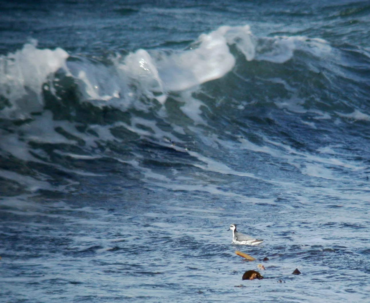Grey Phalarope Cobo 2Jan07 a.JPG