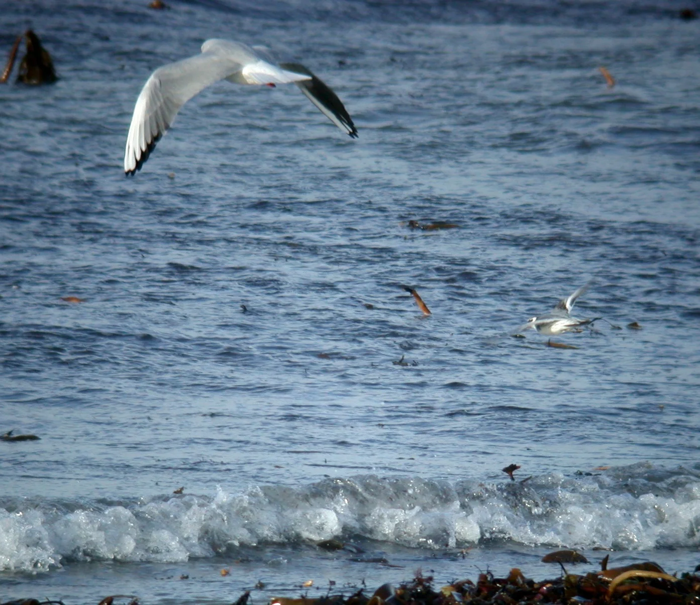 Grey Phalarope Cobo 2Jan07 b.JPG