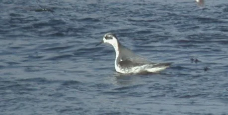 Grey Phalarope Cobo 2Jan07 d.JPG