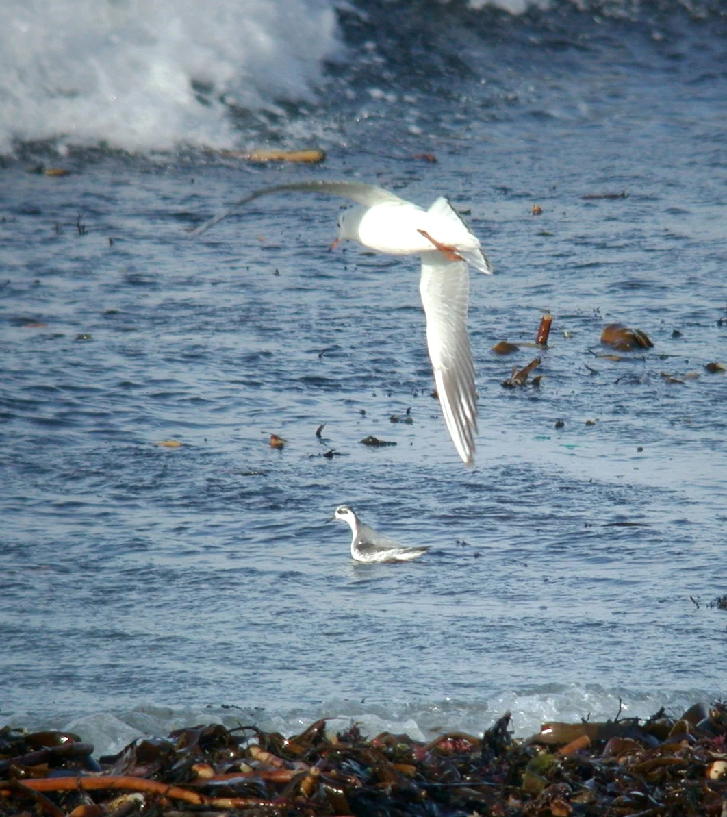 Grey Phalarope Cobo 2Jan07 c.JPG