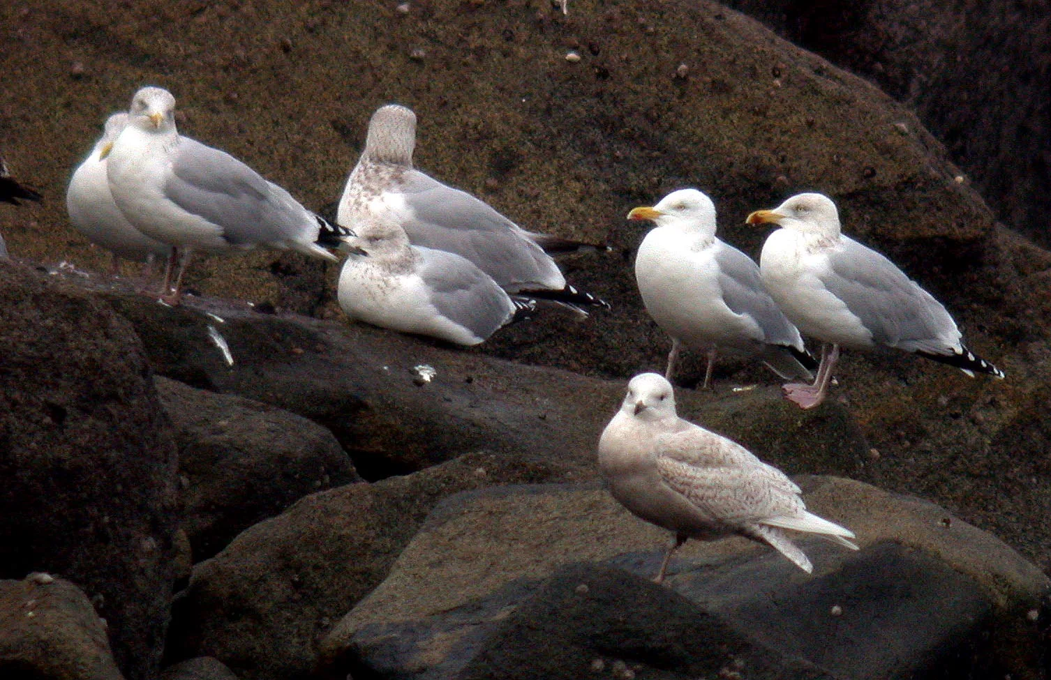 Iceland Gull Chouet 22Dec07 b cvshp.jpg