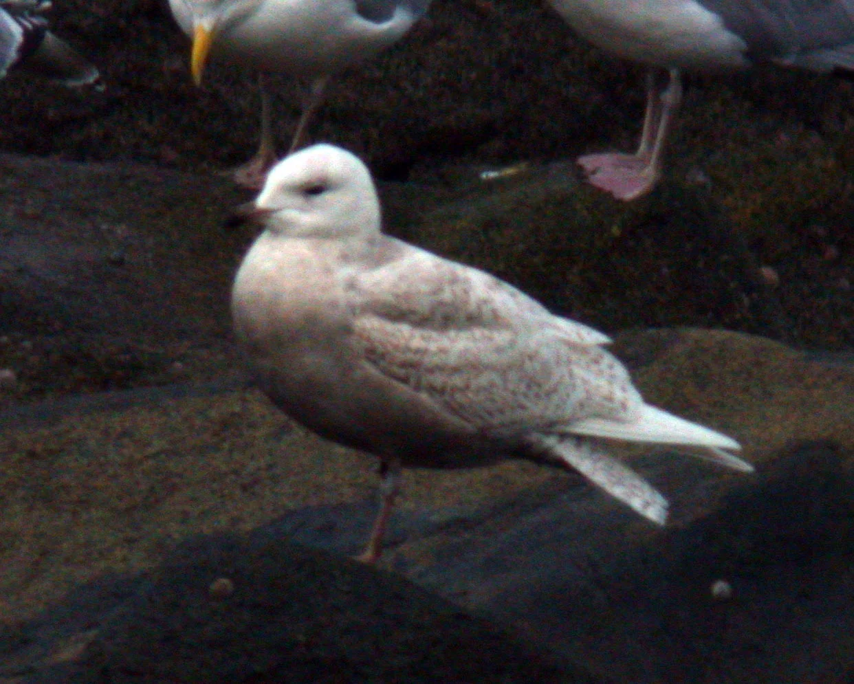 Iceland Gull Chouet 22Dec07 c.JPG
