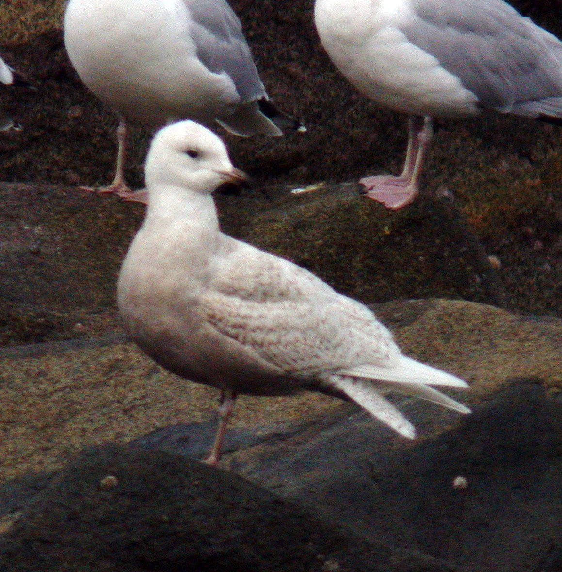 Iceland Gull Chouet 22Dec07 d.JPG