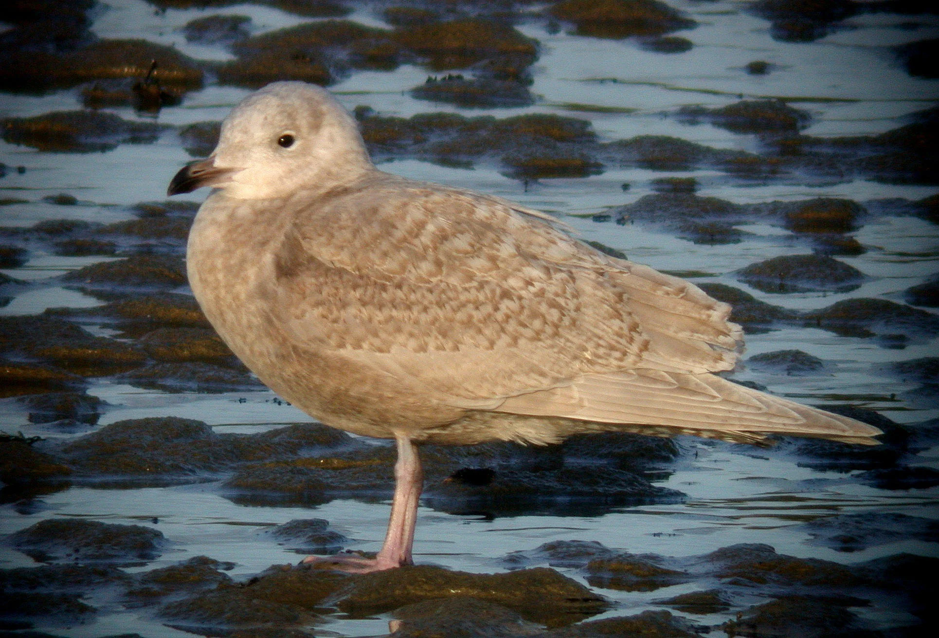 Kumlien's Gull Bord 21Jan07 a shp.jpg