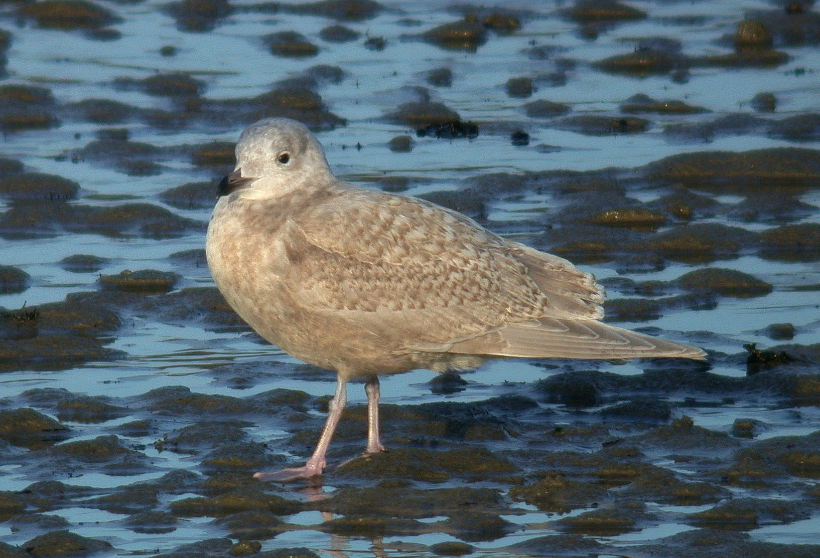 Kumlien's Gull Bord 21Jan07 b shp.jpg