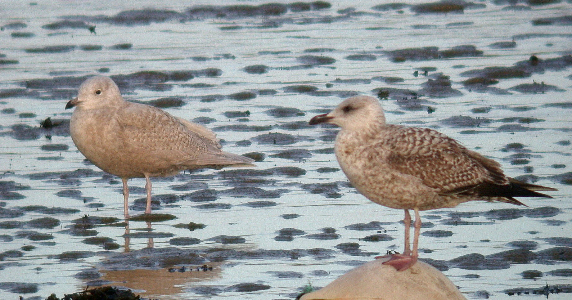 Kumlien's Gull Bord 21Jan07 c shp.jpg