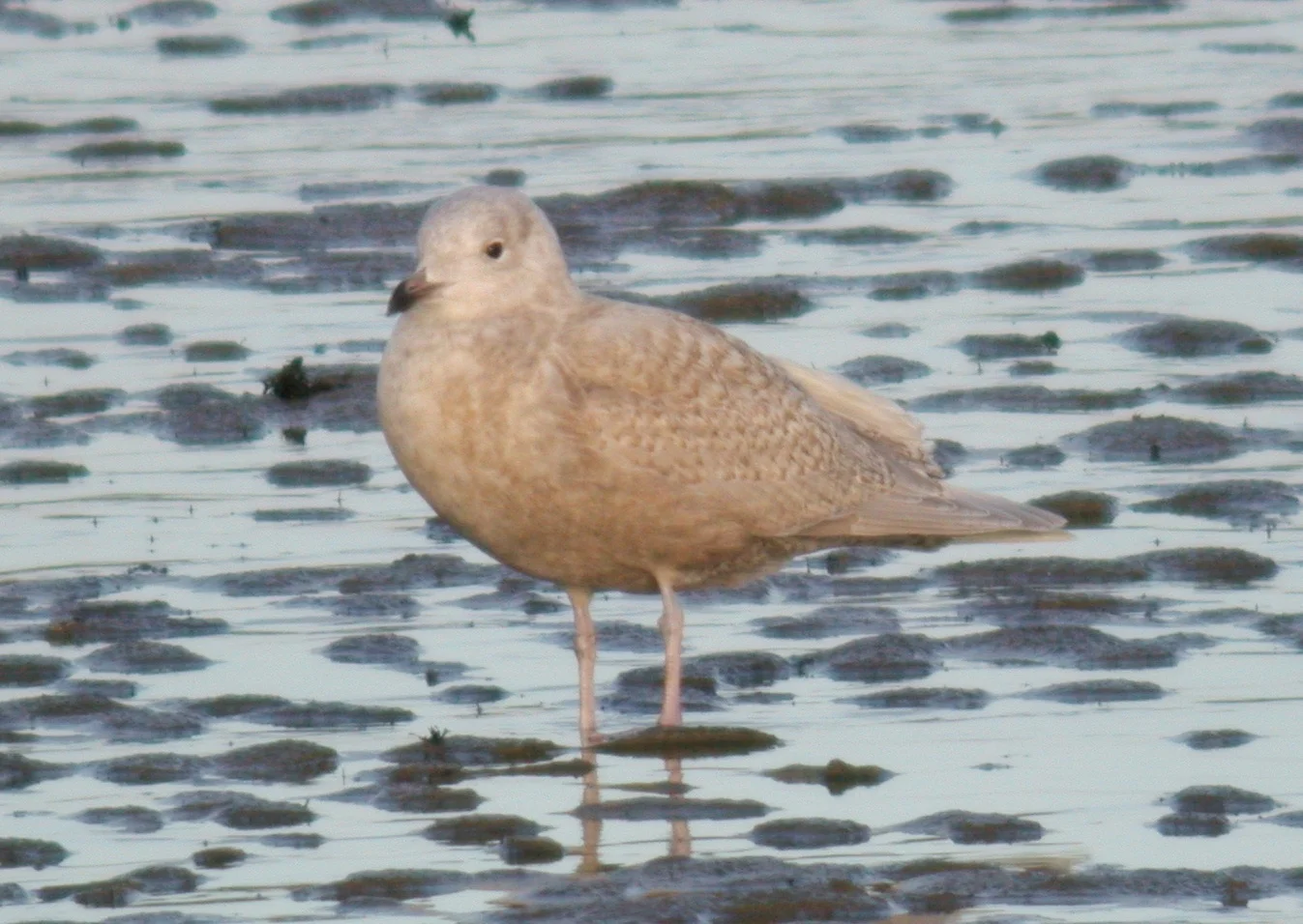 Kumlien's Gull Bord 21Jan07 d.JPG
