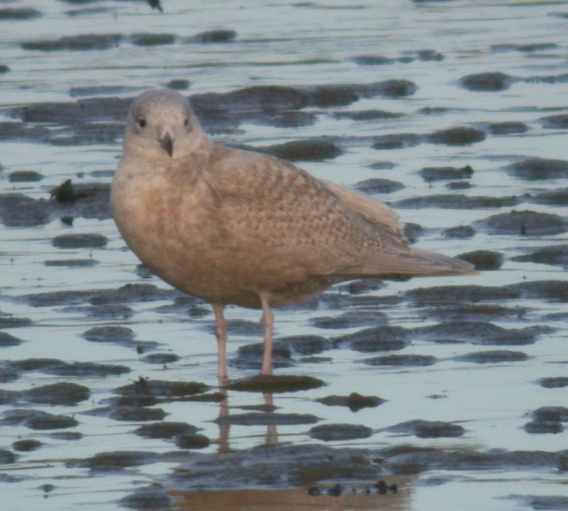 Kumlien's Gull Bord 21Jan07 e.JPG