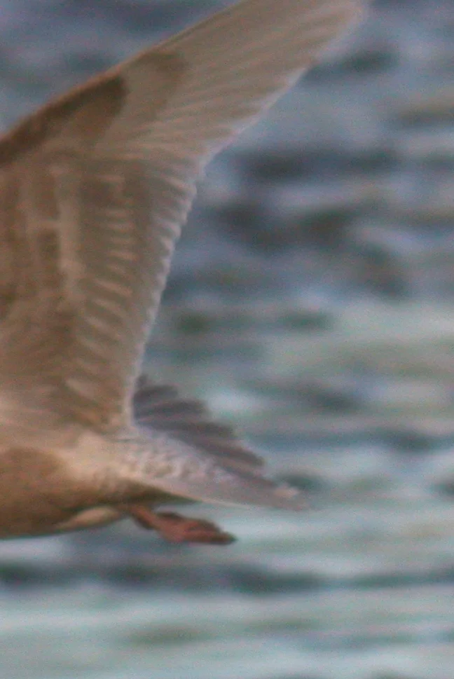 Kumlien's Gull Bord 21Jan07 f.JPG