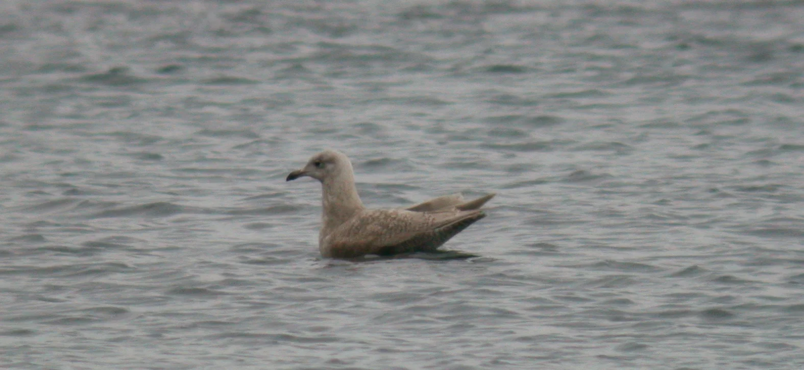 Kumlien's Gull Bord 23Jan07 a.JPG