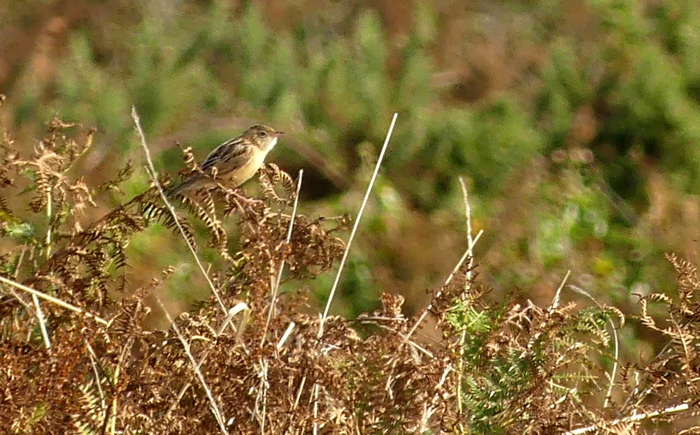 Fan-tailed Warbler - Pleinmont, 24 Aug 19