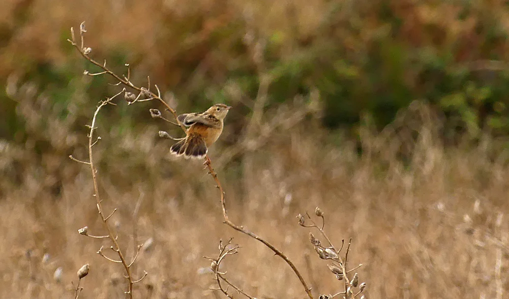 Fan-tailed Warbler - Pleinmont, 26 Aug 19