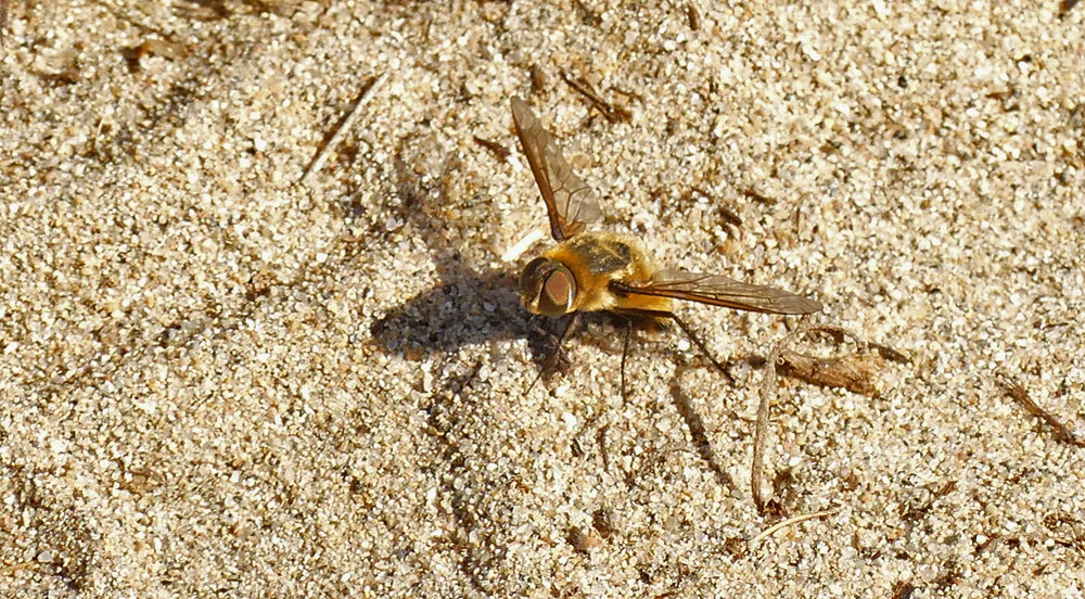 Dune Bee-fly (Villa modesta) - Pulias, 3 Sep 19